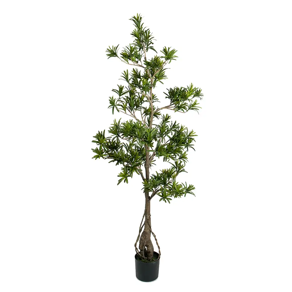 Podocarpus tree 150 cm