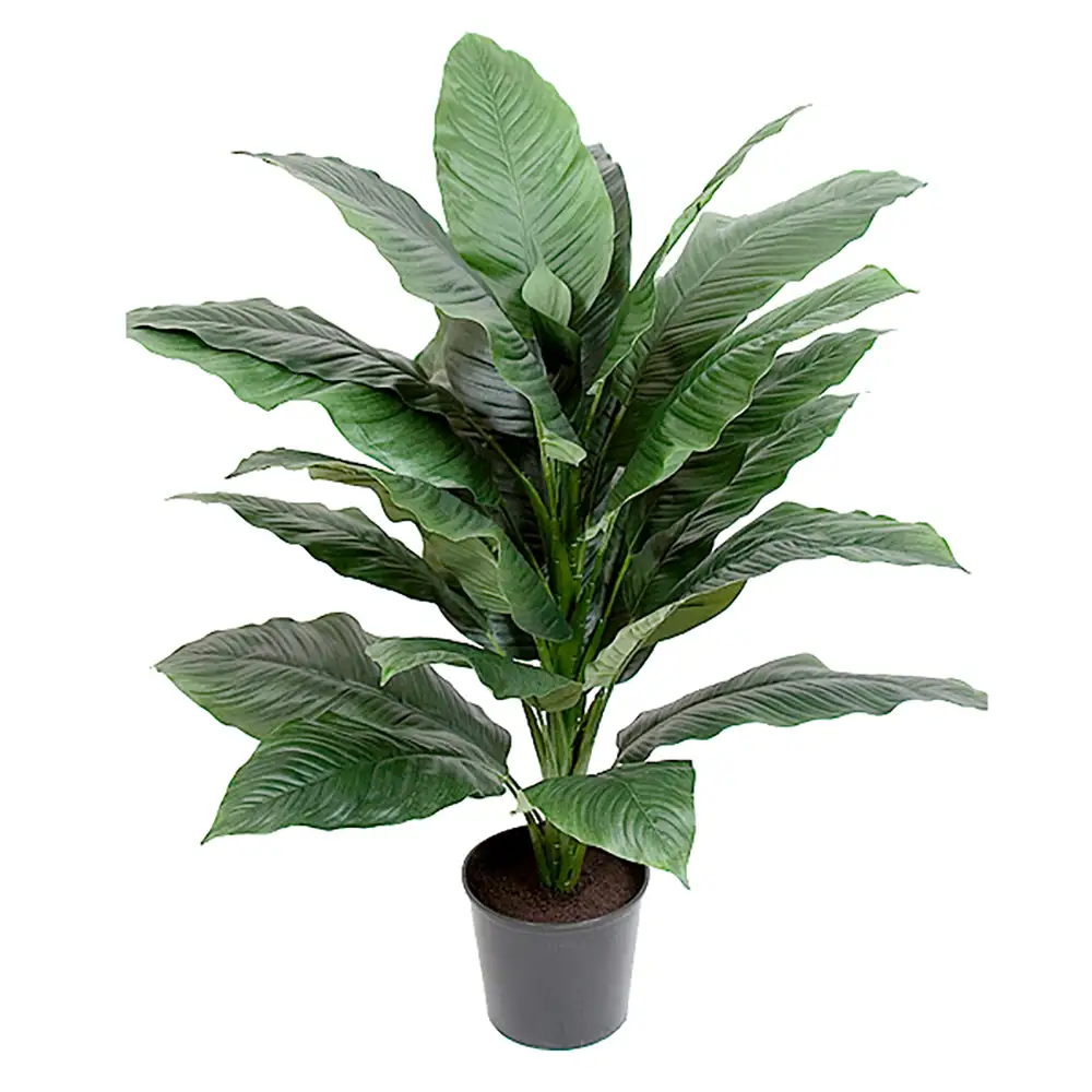 Spathifyllum Potted plant 105 cm