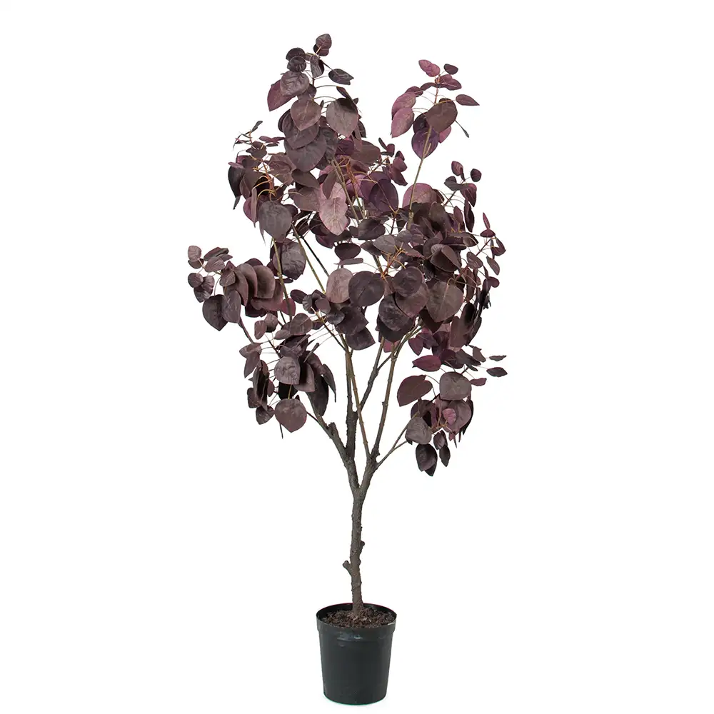Cotinus tree 140 cm