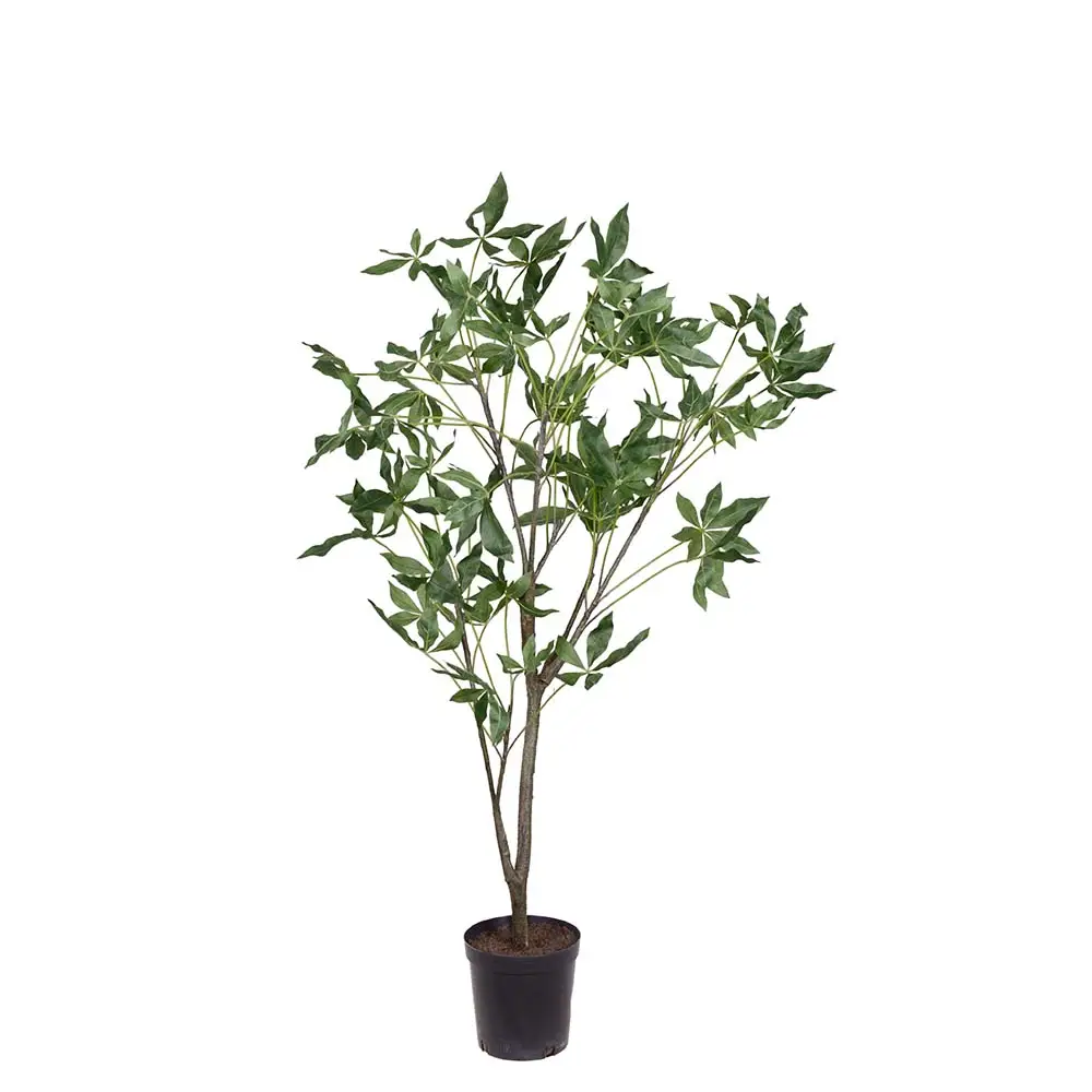  Pachira tree in pot 140 cm