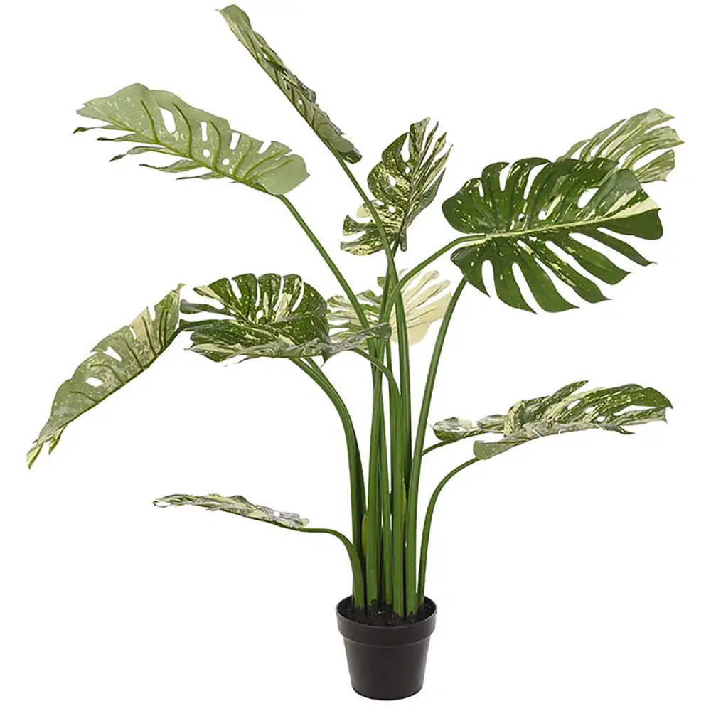 Monstera 110 cm Green