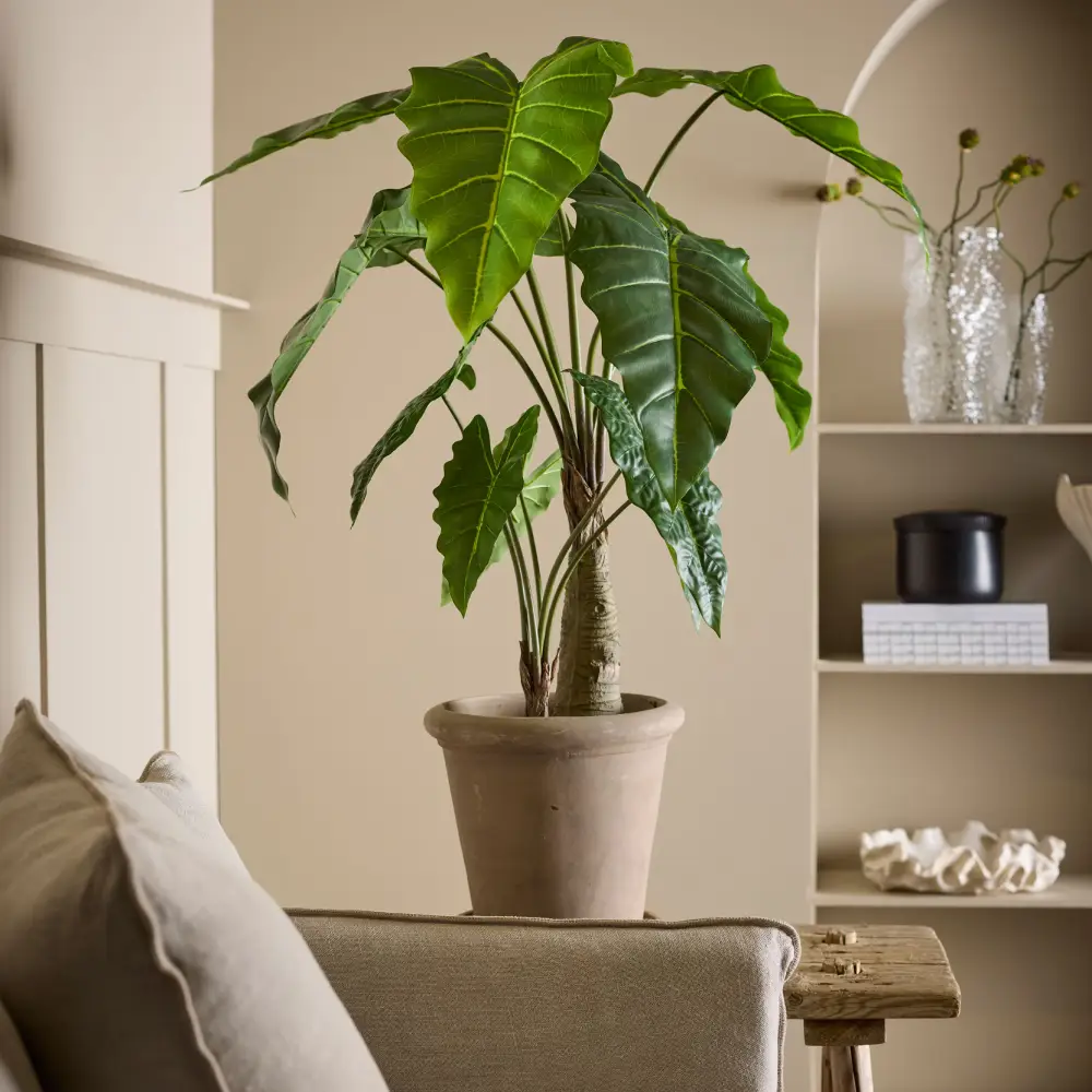 Alocasia Tree 120 cm