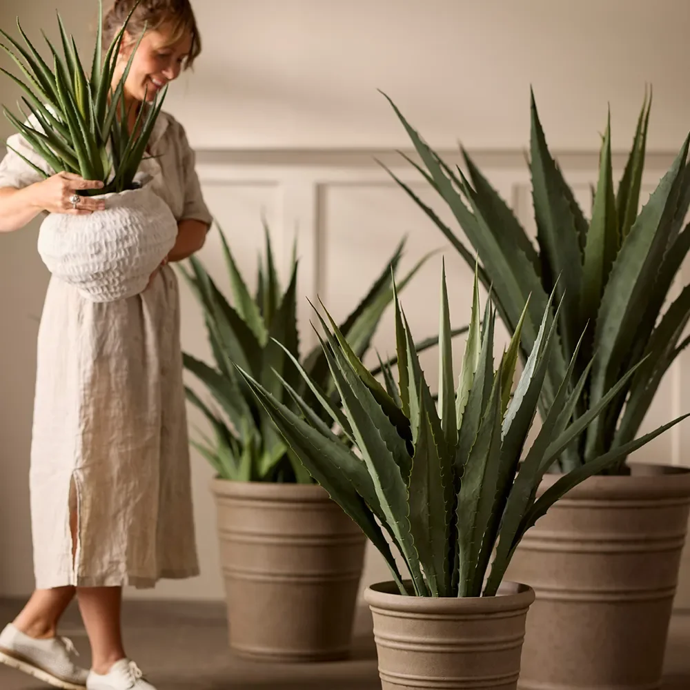 Aloe Potted plant 55 cm