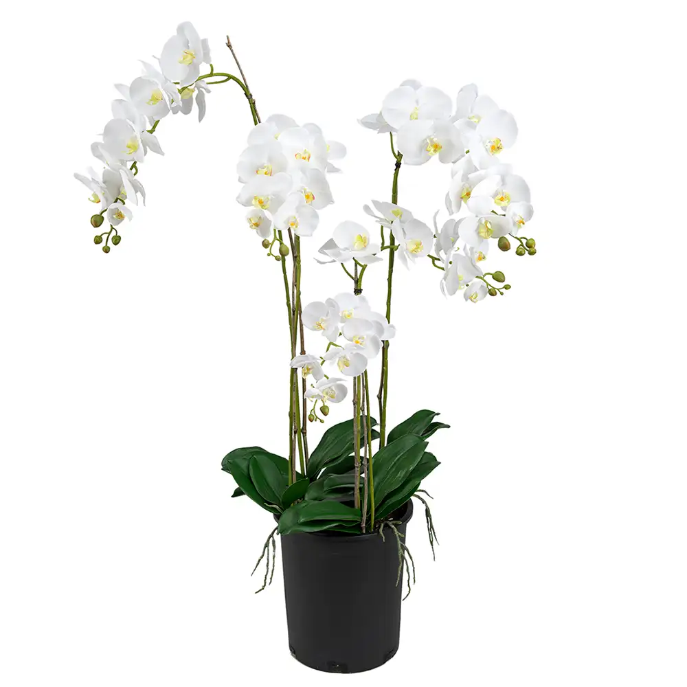 Phalaenopsis Orchid 130 cm White