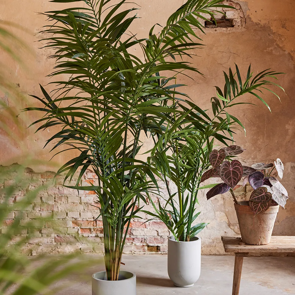 Kentia Palm 210 cm
