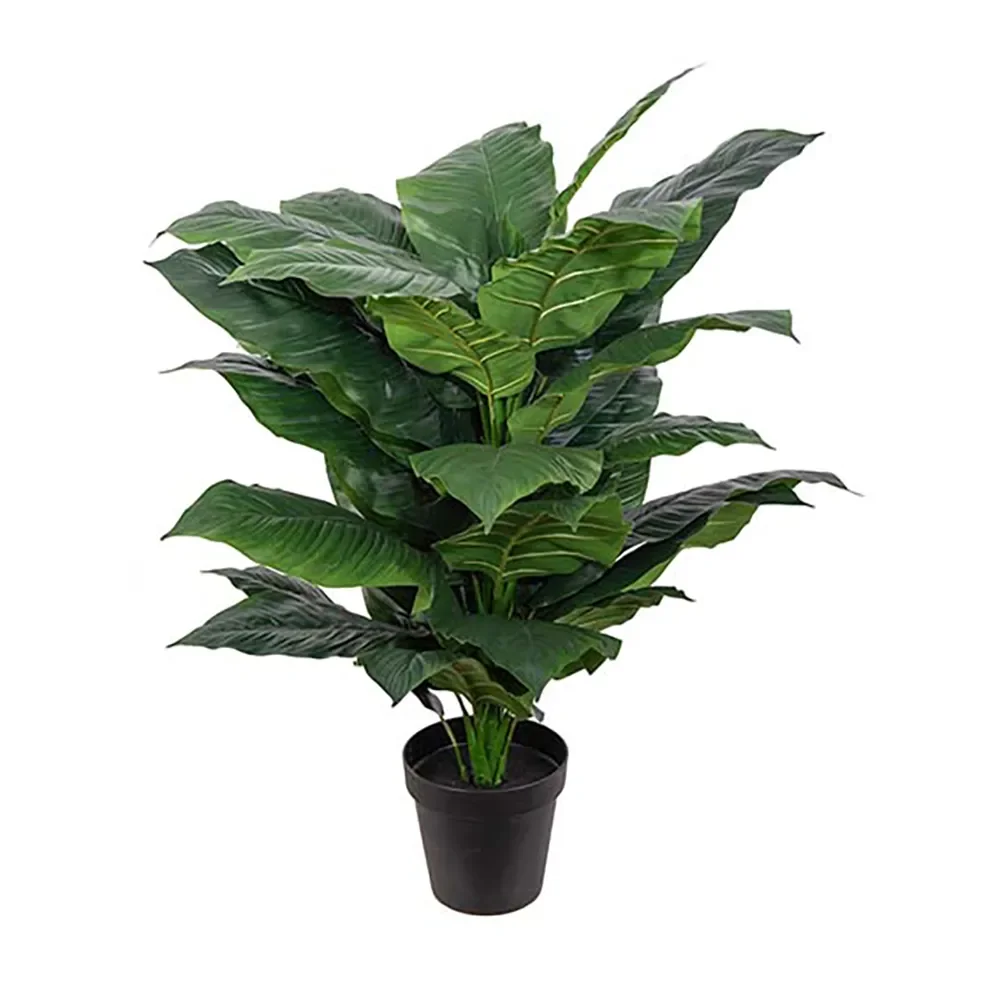 Spathiphyllum Tree 120 cm