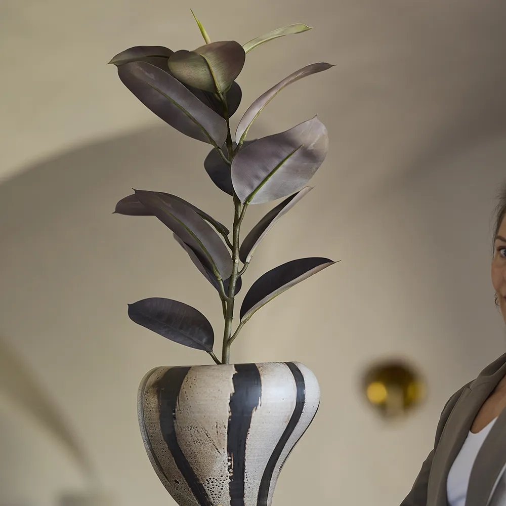 Ficus Elastica Pot plant 80 cm