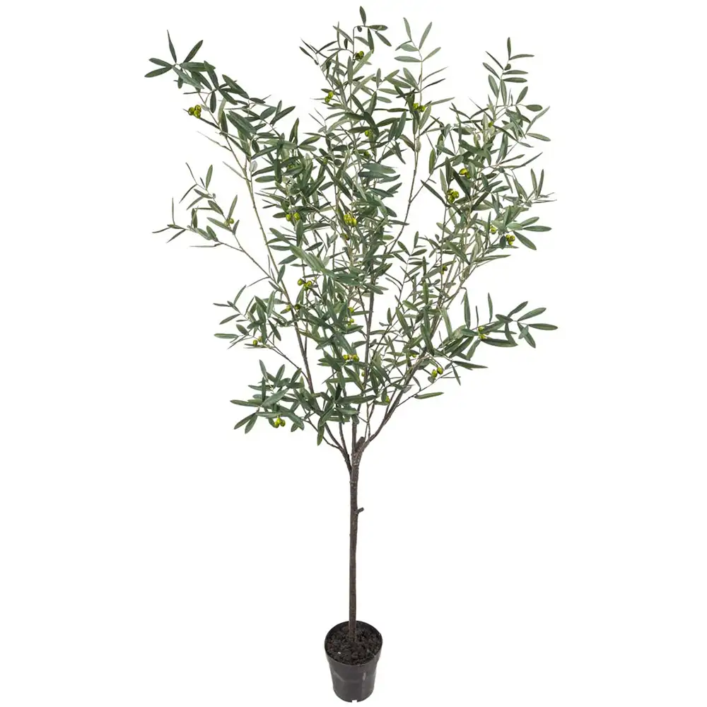 Olive tree 230 cm Green