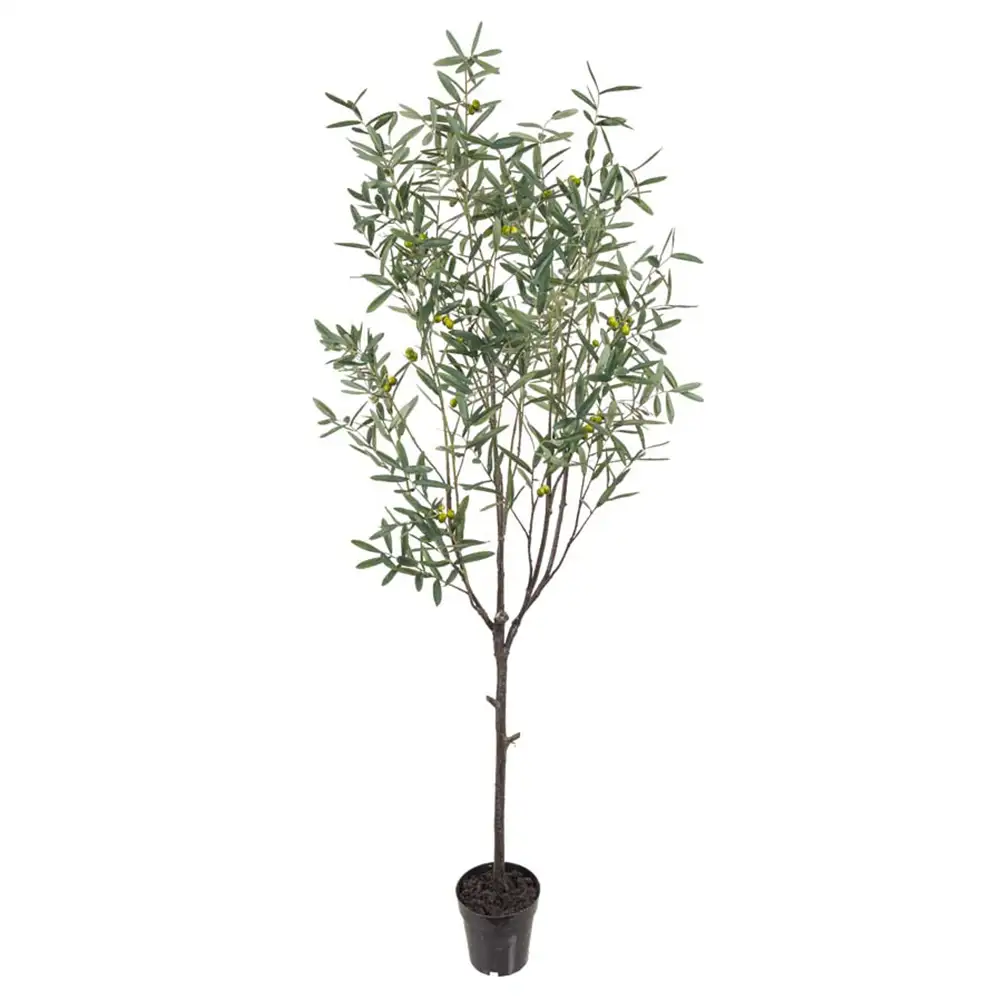 Olive tree 200 cm Green