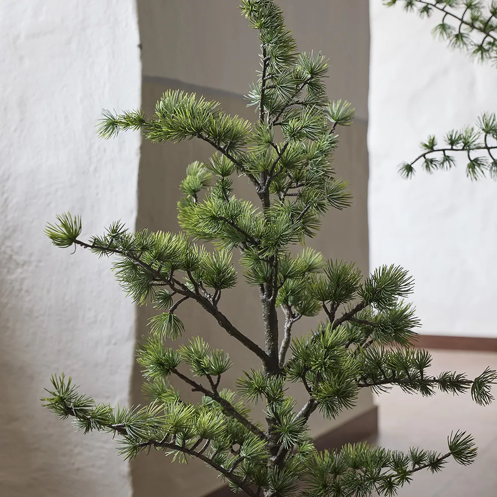 Cedar tree in pot 80 cm