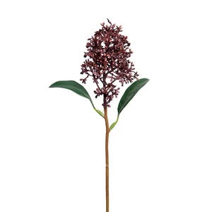 Skimmia 30 cm Cut flower