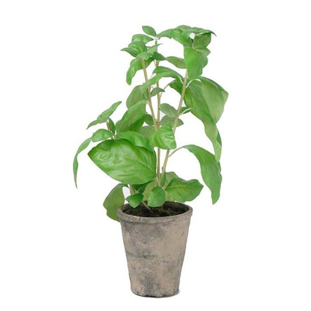 Green Basil 38 cm