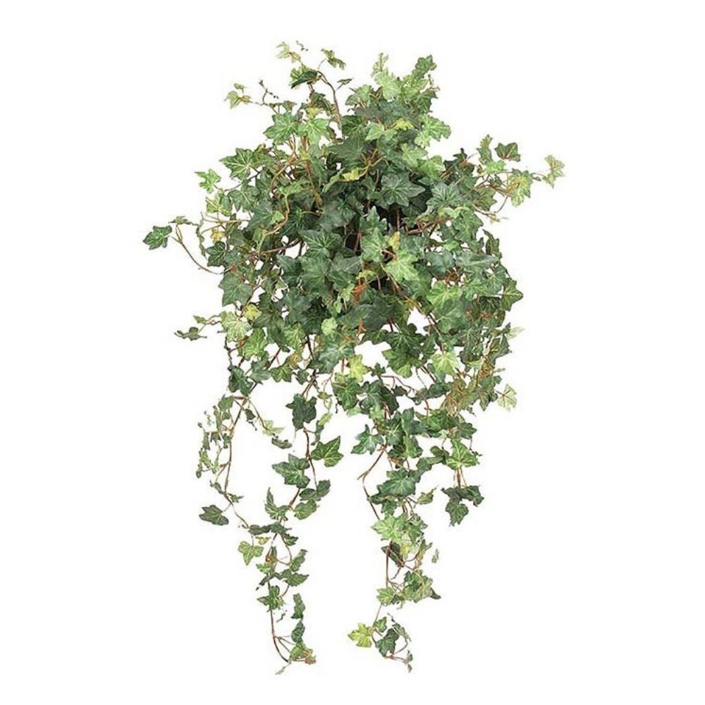 Green Ivy