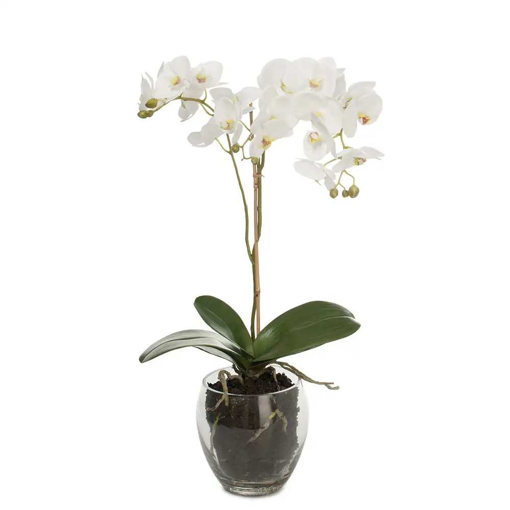 Phalaenopsis Orchid 65 cm White